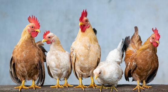 Grippe aviaire