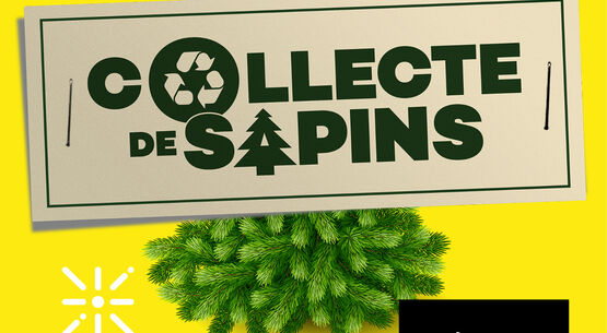 Collecte de sapins