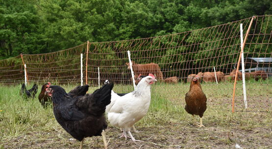 Grippe aviaire - passage au niveau "risque élevé"