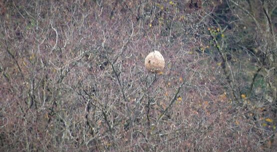 Frelons asiatiques : dès le 9 mars, la commune vous équipe de pièges !